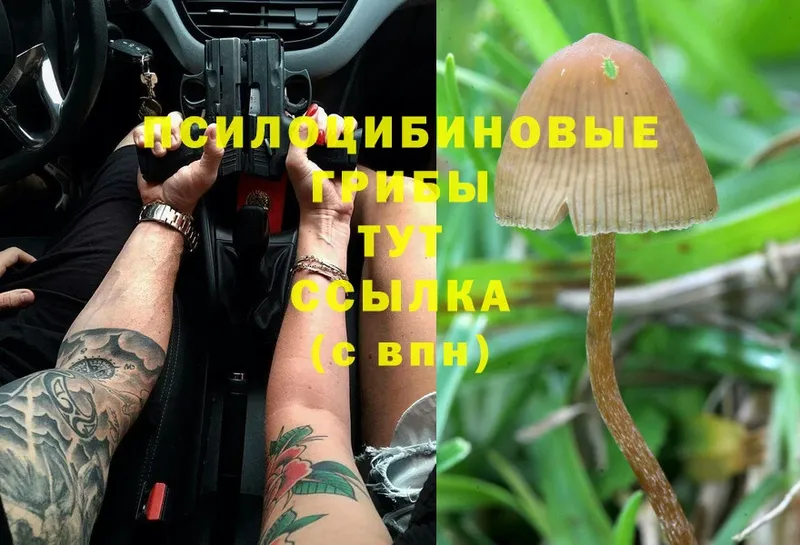 Псилоцибиновые грибы MAGIC MUSHROOMS  Вологда 